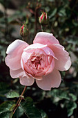 Rose (Rosa 'The Alnwick Rose')