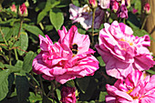 Rose (Rosa gallica versicolor)