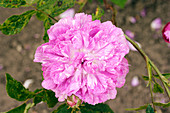 French rose (Rosa gallica)