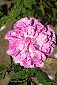 Rose (Rosa 'Duc de Guiche')