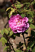 Rose (Rosa 'Centifolia Parrifolia')