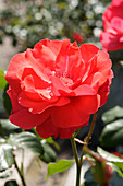 Rose (Rosa 'Allotria')
