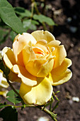 Rose (Rosa 'Golden Celebration')