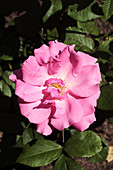 Rose (Rosa 'Romance')