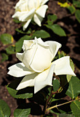 Rose (Rosa 'Polarstern')
