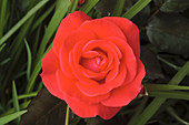 Rose (Rosa 'Piccolo')