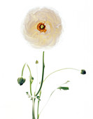Persian buttercup (Ranunculus asiaticus)