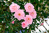 Climbing rose (Rosa 'Chew Pearl')