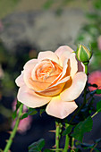 Rose (Rosa 'Crown Princess Margareta')