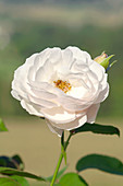 Rose (Rosa 'Heritage')