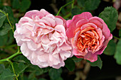 Hybrid tea rose (Rosa 'Agnes Schilliger')