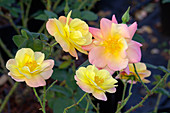 Modern shrub rose (Rosa 'Joseph's Coat')