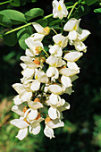 False acacia (Robinia pseudoacacia)