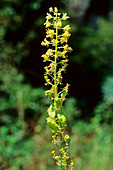 Mignonette (Reseda lutea)