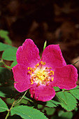 Alpine rose (Rosa pendulina)