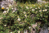 Evergreen rose (Rosa sempervirens)