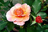 Floribunda rose (Rosa ' Marie Curie')
