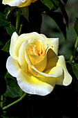 Hybrid tea rose (Rosa 'Nicholas Hulot')