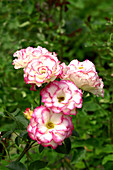 Floribunda rose (Rosa 'Novala')