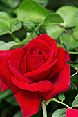 Climber rose (rosa 'Metanoia')