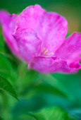 Rugosa rose (Rosa hybrid)