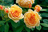 Roses (Rosa 'Grace Auskeppy')
