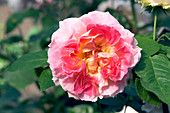 Climbing rose (Rosa 'Cesar')