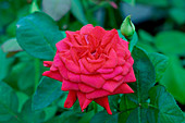 Floribunda rose (Rosa 'George Duboeuf')