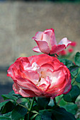 Floribunda roses (Rosa 'Nostalgie')