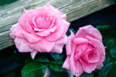 Roses (Rosa sp.)