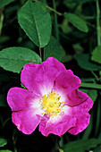 Gallic rose (Rosa gallica)