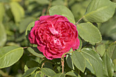 Bourbon rose (Rosa 'Mme Isaac Pereire')