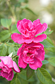 Noisette rose (Rosa 'Meteor')