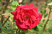 Rose,Rosa 'Souvenir d'Alphonse Lavallee'