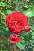 Rose (Rosa 'Gruss an Teplitz')