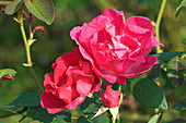 Noisette rose (Rosa 'Meteor')
