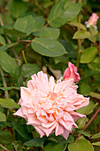 Tea rose (Rosa 'Mme de Watteville')