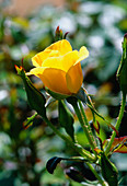 Rose (Rosa 'Bright Smile')