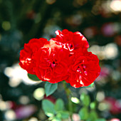 Rose (Rosa 'Orange Sunblaze')