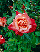 Rosa 'Silver Jubilee'