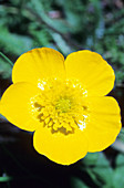 Buttercup (Ranunculus apenninus)