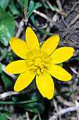 Ranunculus ficaria nudicaulis