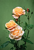 Tea roses (Rosa 'Gwen Mayor')
