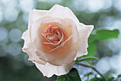 Climbing rose (Rosa 'Penny Lane')
