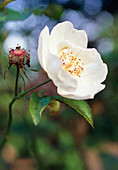 Modern rose (Rosa 'Jaqueline du Pre')
