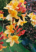 Rhododendron 'Adriaan Koster'