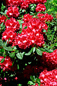 Rhododendron 'Markeeta's Prize'