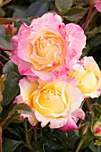 Roses (Rosa 'Camille Pissaro')