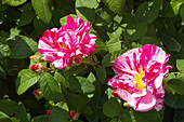 Roses (Rosa gallica 'Versicolor')