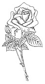 Monkey plant (Ruellia makoyana)